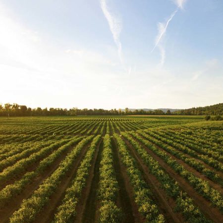 Sonoma County – A Short Film in Wine Country