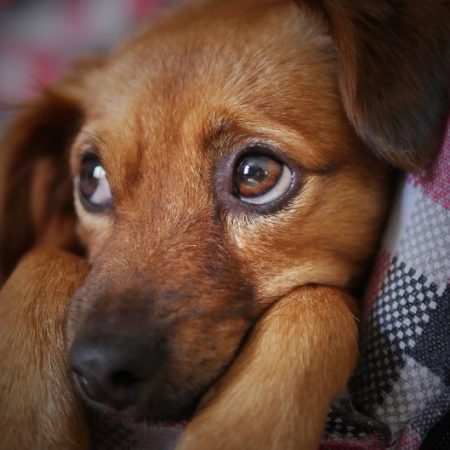 Pets Angels - Doação de Impacto em Prol das Causas Animais